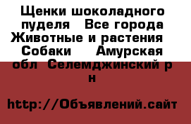 Щенки шоколадного пуделя - Все города Животные и растения » Собаки   . Амурская обл.,Селемджинский р-н